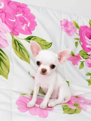 Chihuahua