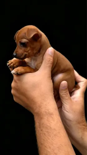 Pinscher lindo