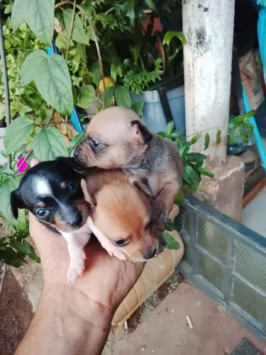 Pinscher 0/1