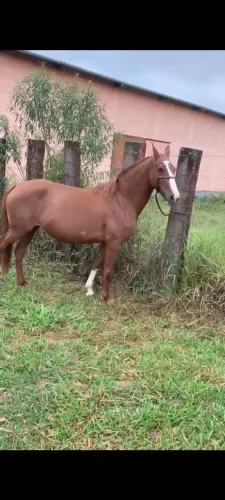 Égua mangalarga paulista