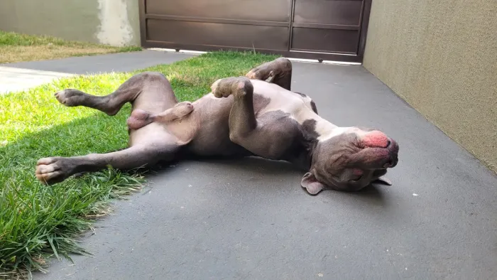 Doação de cachorro american bully