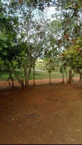 Sitio em aliança 