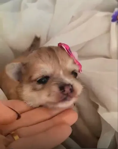 Chihuahua Fêmea pelo longo com pedigree