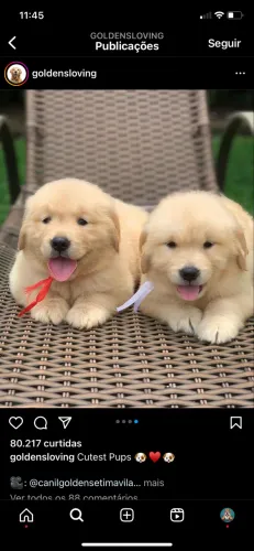 Golden Retriever entregamos hj 
