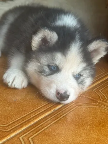 Vendem-se filhotes de Husky Siberiano, pelagem Wooly