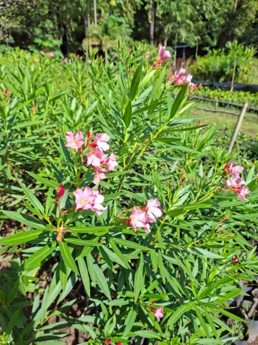 Mini espirradeira rosa