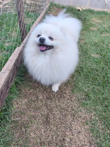 Vendo cachorro Lulu pomerania 