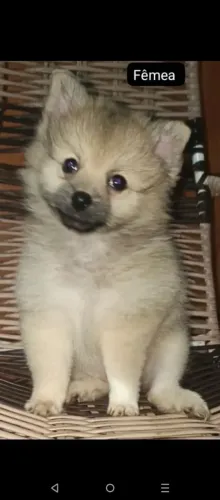 Cachorro 