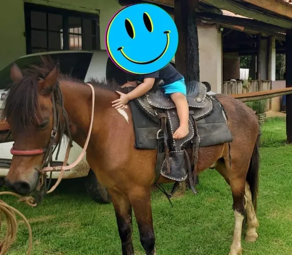 Vende-se Pônei 