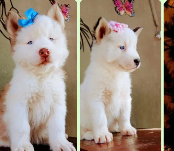 Filhotes de Husky siberianos puros 