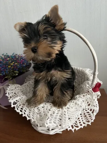 Yorkshire Terrier - Sorrisos Garantido Todos Os Dias