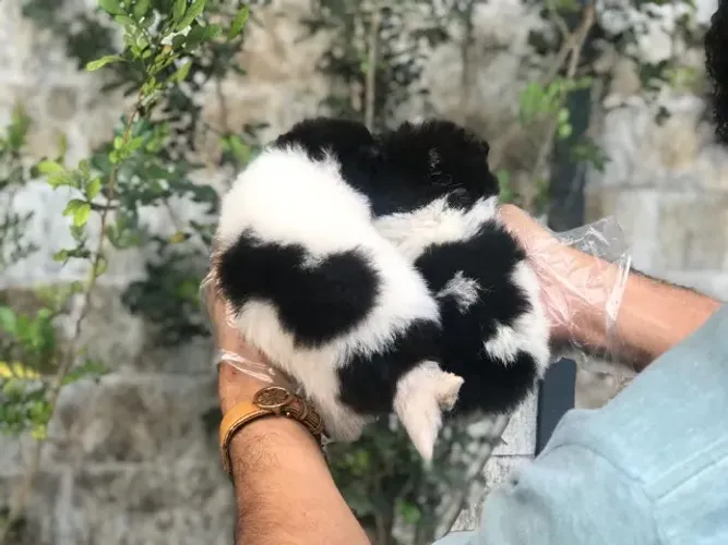 Chihuahua de Alto Padrão - Vacinados com V10 Importada e Vermifugados!