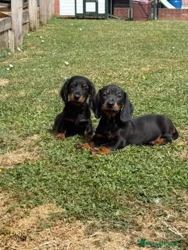 Filhotinhos carinhoso Teckel/Dachshund/Salsicha/Salsichinha/Basset/Cofap