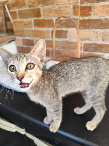 Gatinha carinhosa para adoção 