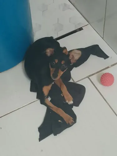 Cachorrinha pincher