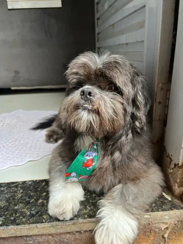 Vendo Shitzu 