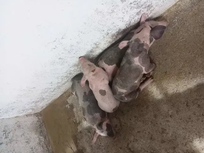 Suinos 