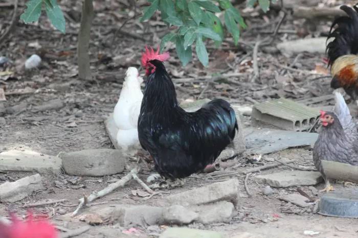 Galos