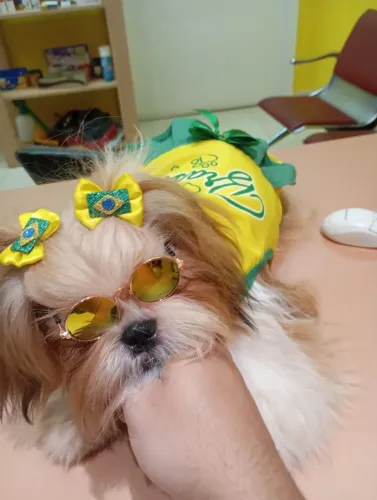 Shitzu fêmea tricolor