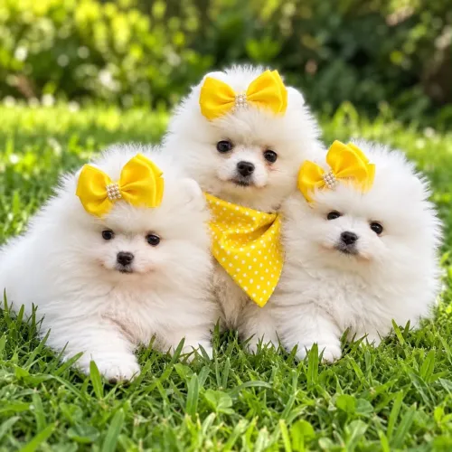 Lulu da Pomerania Ana Femeas
