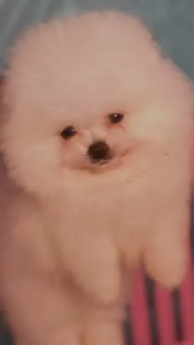 Spitz alemão fêmea e macho