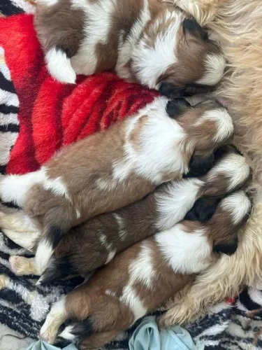 Doação Filhote de Shih Tzu