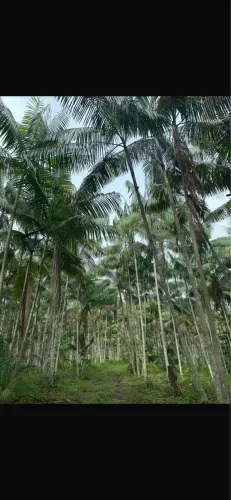 45 hectares de açaí produzindo