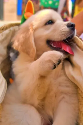Filhote de Golden Retriever O Amigo Que Vai Conquistar Você