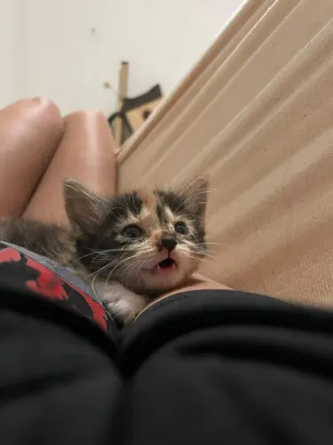 Gatinha filhote adoção