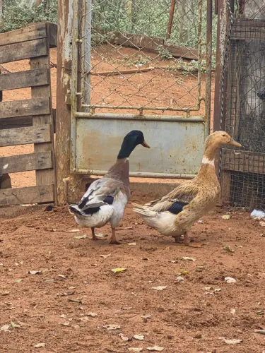 Vendo casal de marreco corredor indiano