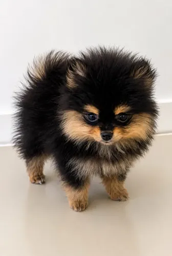 Filhote Spitz Alemão (Macho) Black e Tan