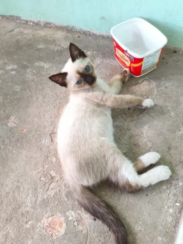 Gatinha fêmea para doação