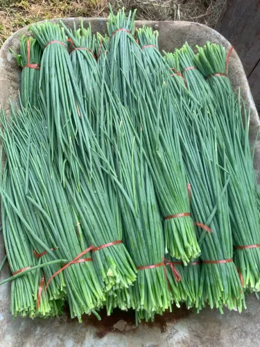 Cebolinha