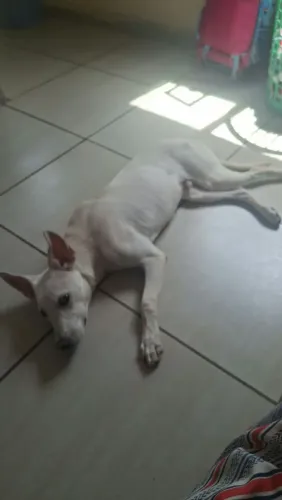 Cachorro pra doação 