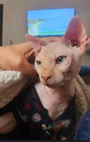 Gato Macho Sphynx, não castrado. <br>1 ano de idade.<br>Vacinado e microchipado.