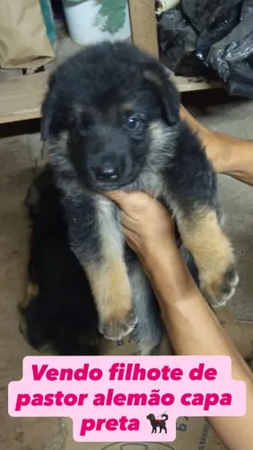 Cachorro pastor alemão