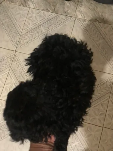 Poodle toy Fêmea 950,00