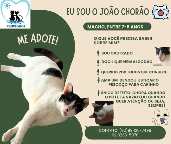 Gato para adoção