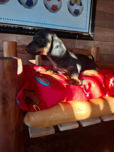 Bebê fêmea basset