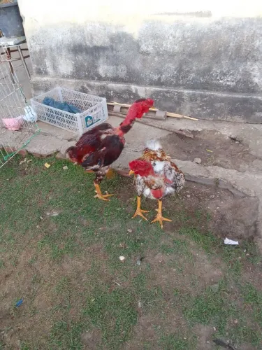 Galos, frango a partir de 45$