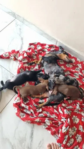 Filhotes de dachshund