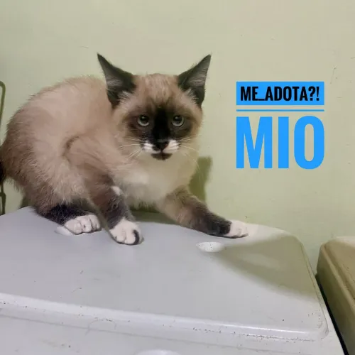 Adoção machinho 3 meses, vacinado, negativo FIV/FELV, leia o texto