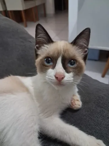 Gatinha para adoção