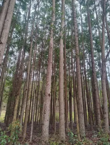 Floresta Eucalipto Cloeziano