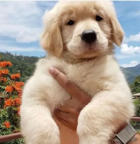 Golden Retriever União que Começa num Instante