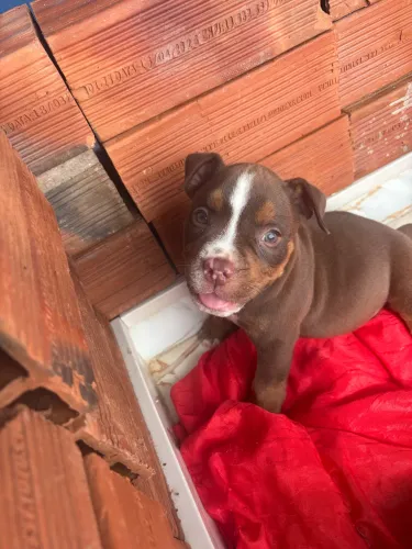 Vendo American Bully