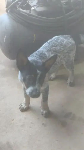 Boiadeiro australiano 2 meses