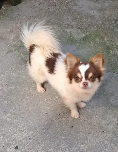 Macho de chihuahua  novo