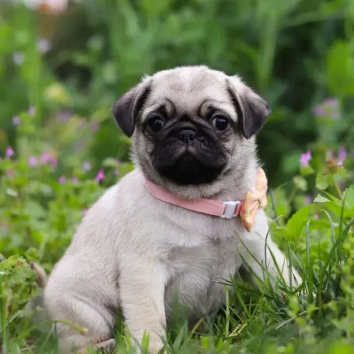 Filhotes de Pug | Um olhar cheio de doçura.