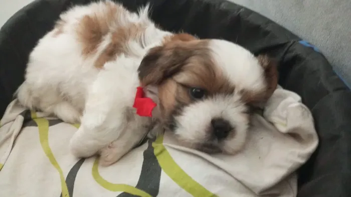 Shitzu filhote 3 meses já está no círculo vacinal 